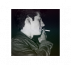 &reg;Alex Turner.