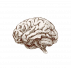     cereвrum.