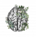    cereвrum.