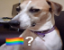 gay