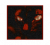 𝕵ungle.