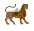 O leopardo.