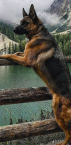K9