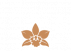 oʀcʜɩᴅɑʀɩum