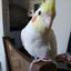 Pikasso
