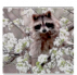 𝔏ittle𝔗hief∶🦝.