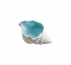Seashell.