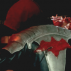 jason todd