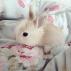 whitebunny