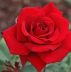 briar rose.