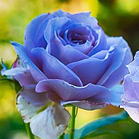 ≀Noble Rose ✿ BOX.