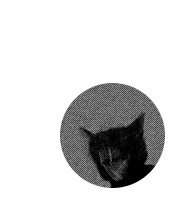 ϲɑᴛᴅʀⱻᴀᴍɪиɢ ɵꜰ ᴍʏ ғᴜɴᴇʀᴧʟ