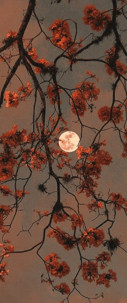 Howling at the Moon