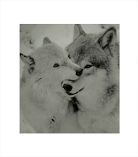 wolf tales.