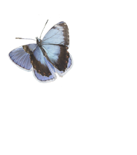 ⁺ ʚɞ ₊ 𓂃 𝓜etamorfose∶ 𝓐 𝓑orboleta.