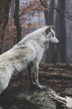 wolfpack.