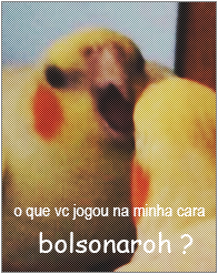 ㅤㅤㅤㅤㅤeleitores do bolsonaro
