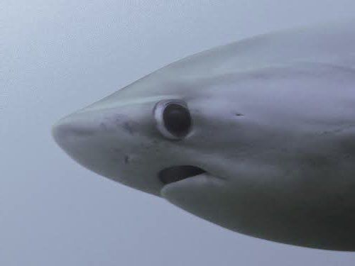 ‧͙☾ Shark ✧ﾟ