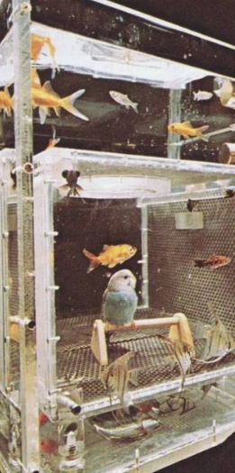 Rule #4: Fish in a Birdcage