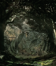 the silence of the trees