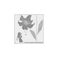 ©.ಌ 𝗘𝗗𝗘𝗡:flowers.
