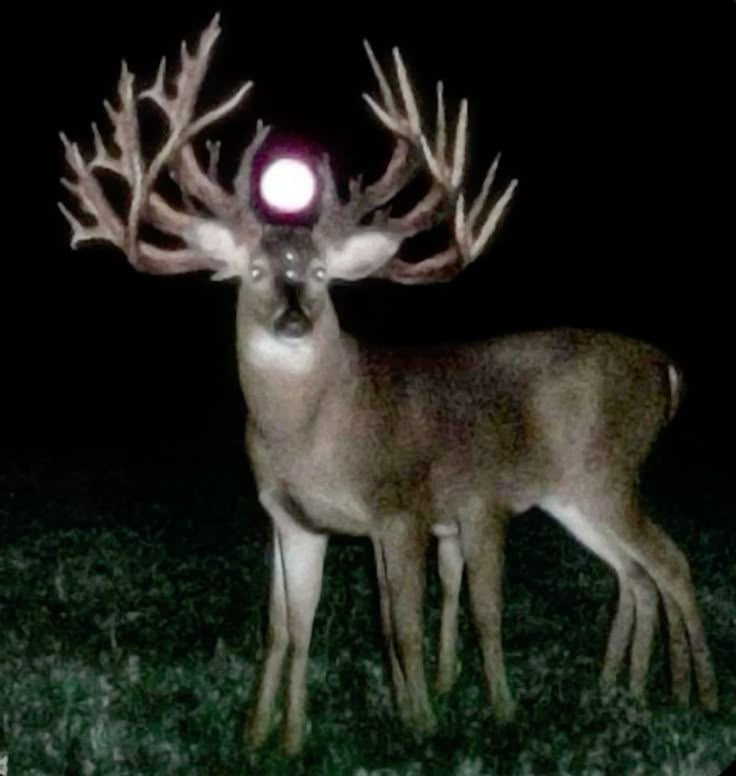 white feather hawk tail deer hunter.