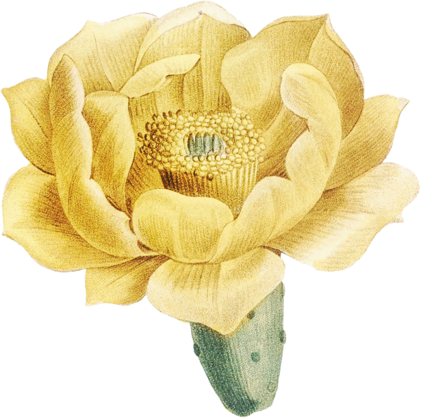 flor do sertão