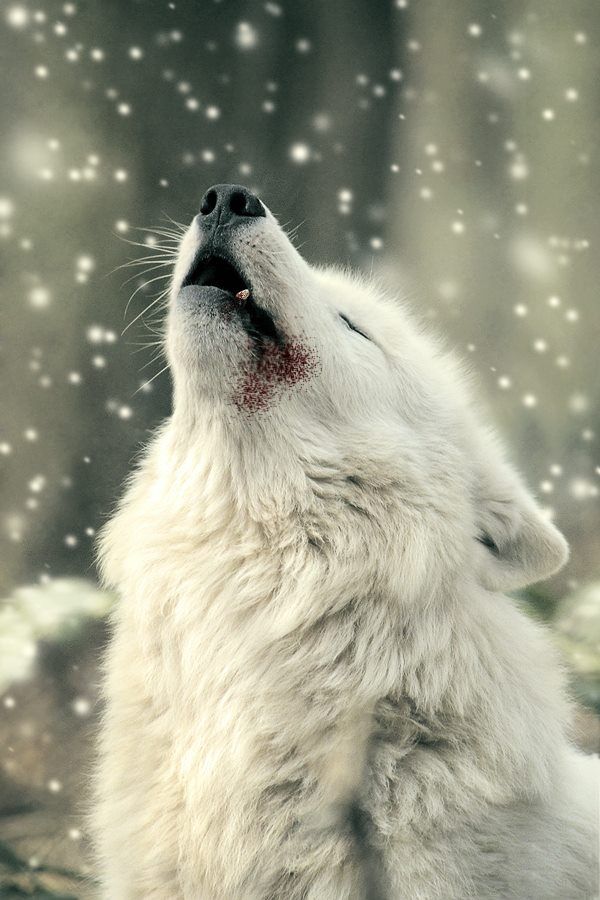 the wolf