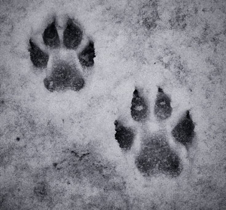 di Lupo Bianco - Winterhowl 