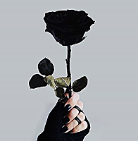 la rosa nera