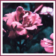 · Gotham Garden ·