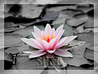 Serenidade Harmonia e Paz