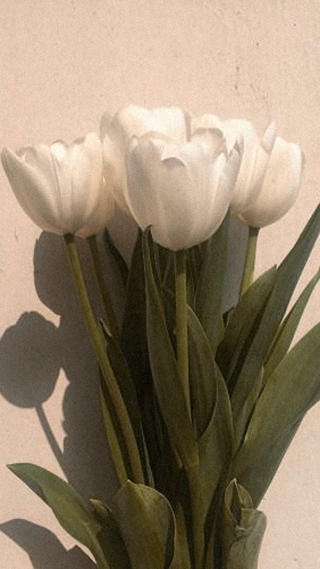 ㅤㅤㅤ✧˚₊‧♡