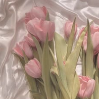 Petite rose sauvage