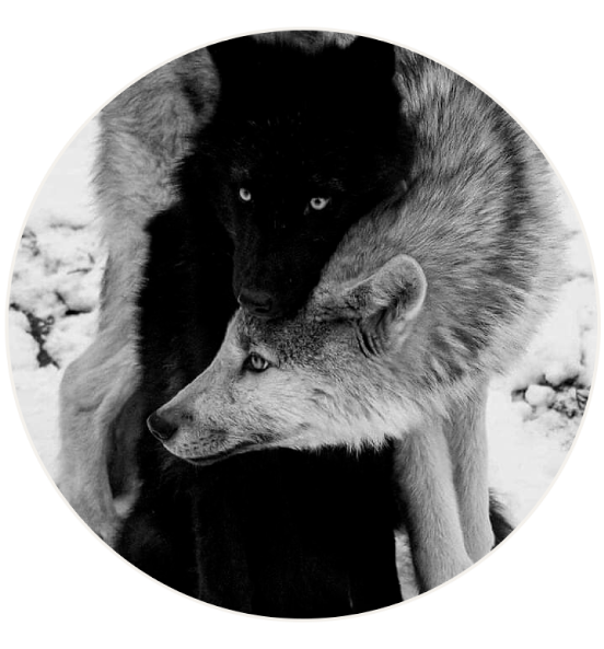 in the wolf's mouth
