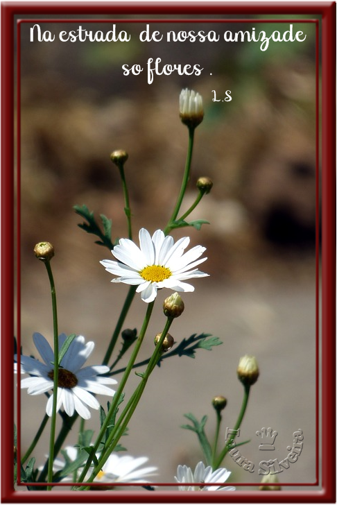 clara-silveira5fc963121ab96.png