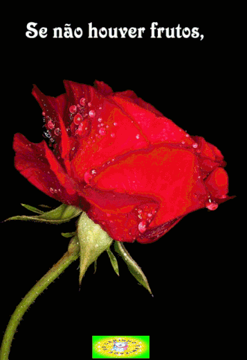 recanto-das-amizades63d5e4a13a73a.gif