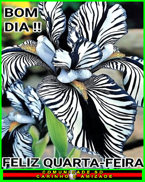 recanto-das-amizades6849246e1144d.gif